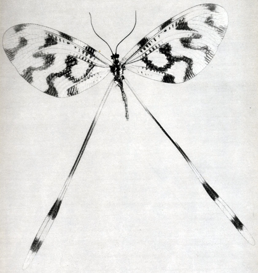 541.   (Nemoptera sinuata)