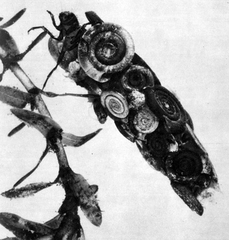 558.   Limnophillus flavicornis