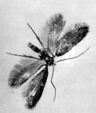 562. Miropteryx thunbergella