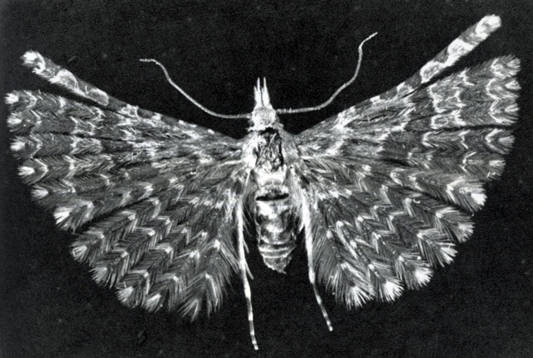 589.  (Orneodes grammodactyla)
