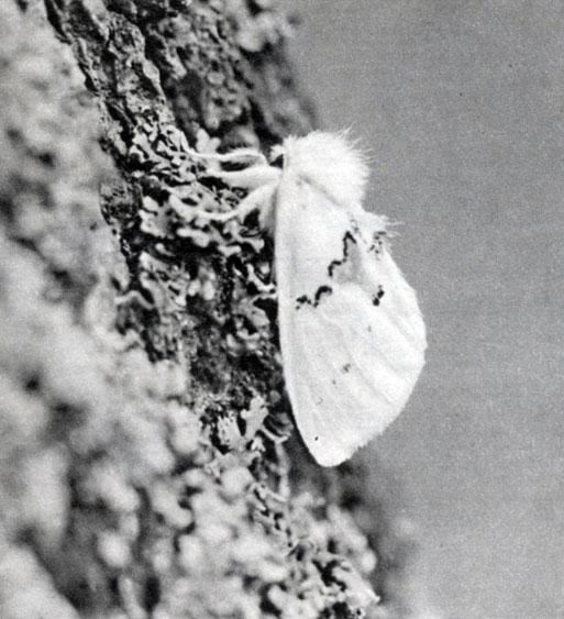 624.   (Leucodonta bicoloria)
