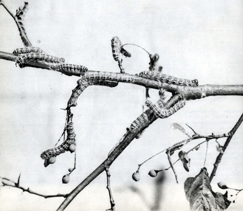 626.    (Phalera bucephala)