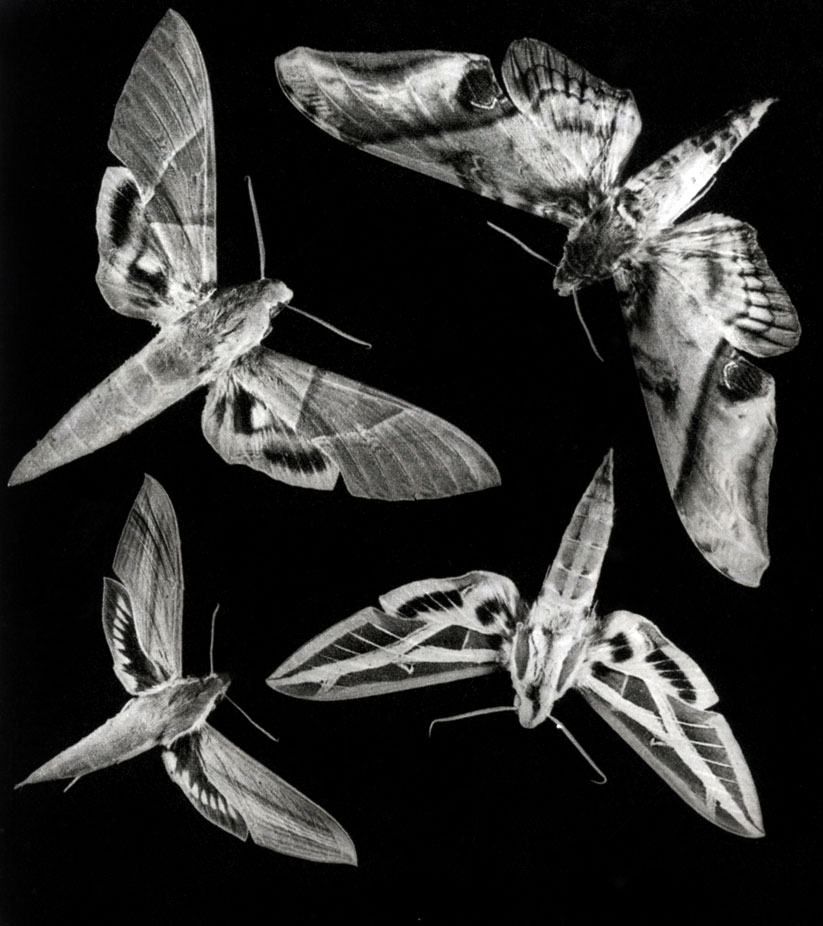 653.       :   -   (Pholus labruseae);    - Compsogene panopus ssp, celebensis;   - Pholus tersa;  - Pholus faseiatus