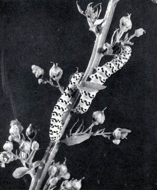 736.    (Cucullia scrophulariae)