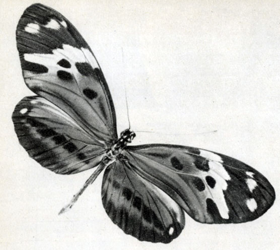 788. Heliconius leopardus
