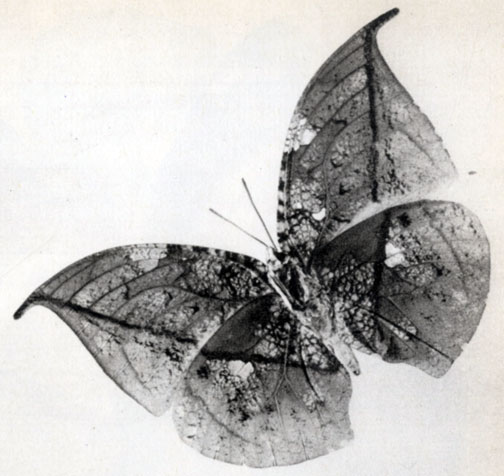 807. Coenophlebia archidona