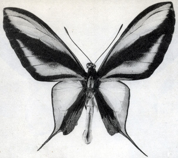 847.   (Ornithoptera paradisea) ()