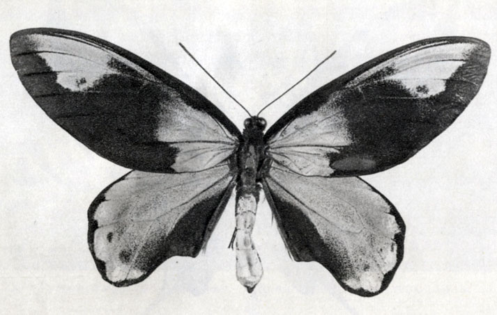 849. Ornithoptera victoriae regis