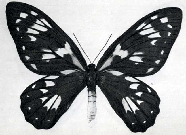 850.  Ornithoptera victoriae regis