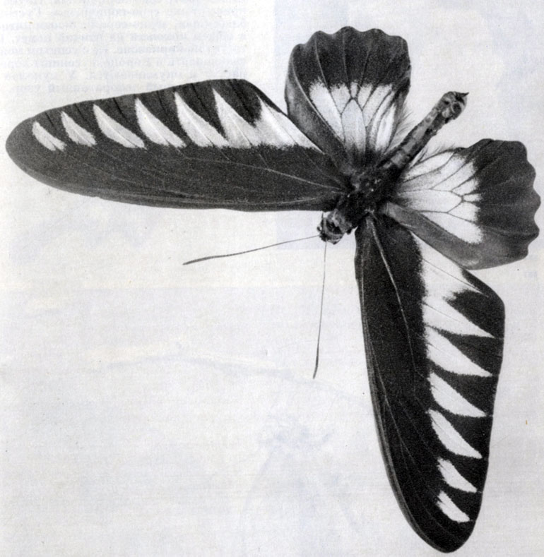 851.   (Trogonoptera brookiana) ()