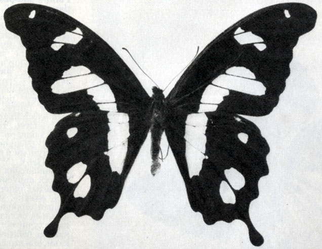 855. Papilio hesperus