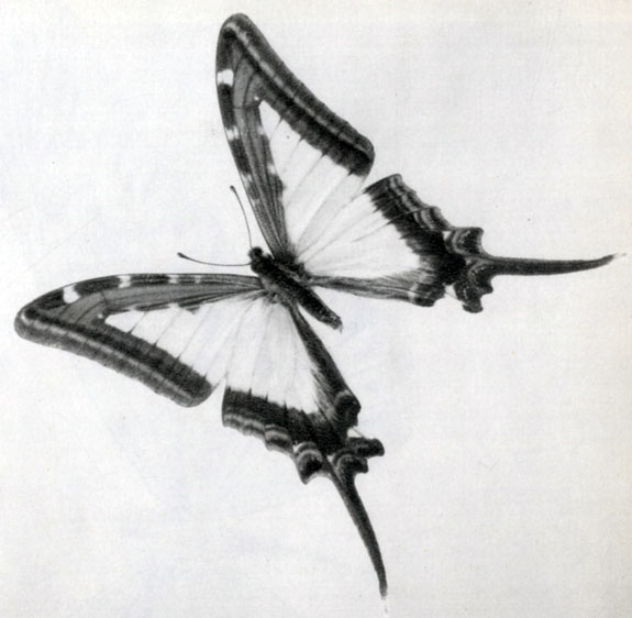 858. Papilio leucaspis
