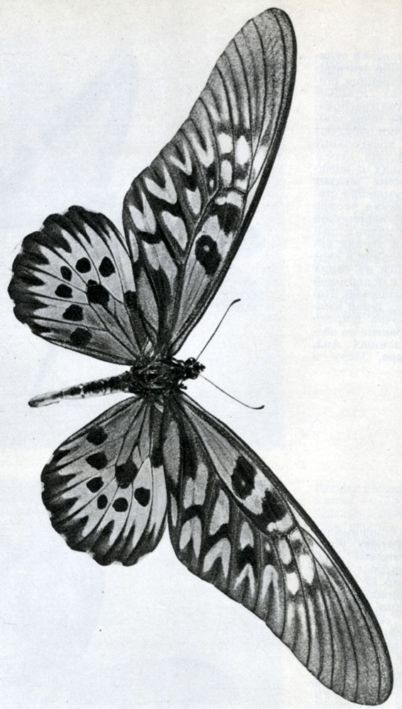 860. Drurya (Papilio) antimachus