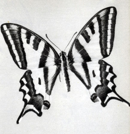 869.   Papilio alexanor
