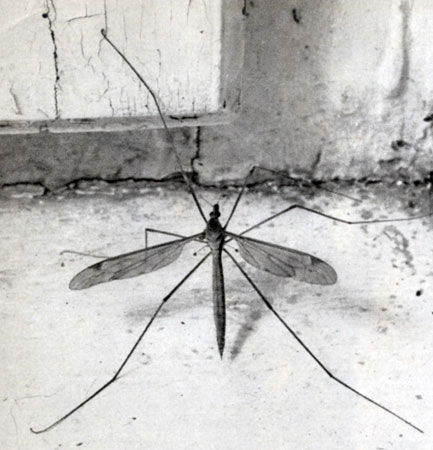 879.    (Tipula oleracea)