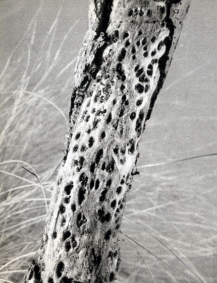 885.  ,         (Helicomyia saliciperda)