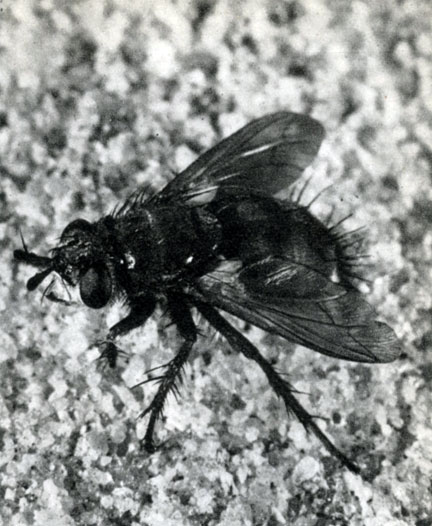 945.   (Echinomyia fera)