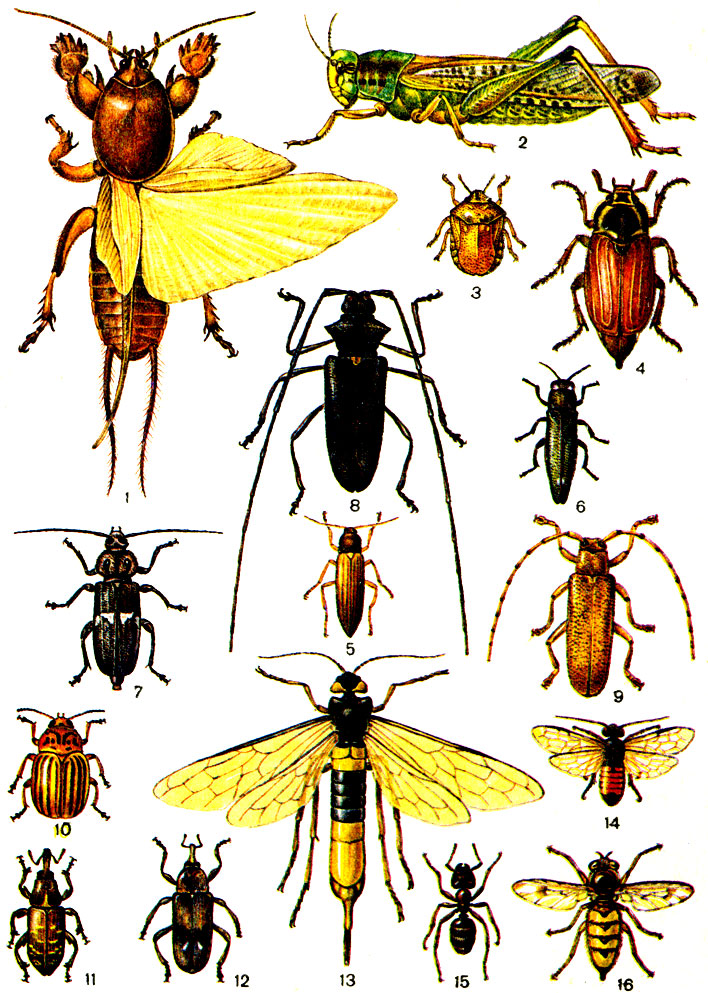 Какие бывают насекомые картинки