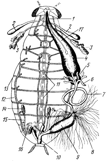 Рис. 2. Внутреннее строение черного таракана-самца (с брюшной стороны): 1 - пищевод, 2 - резервуары слюнных желез, 3 - слюнные железы, 4 - зоб, 5 - мышечный желудок, 6 - слепые отростки желудка, 7 - средняя кишка, 8 - мальпигиевы сосуды, 9 - задняя кишка, 10 - прямая кишка, 11 - узлы нервной цепочки (ганглии), 12 - трахейные стволы, 13 - дыхальца, 14- семенники, 15 - семяпровод, 16 - семяизвергательный канал, 17 - симпатическая нервная система