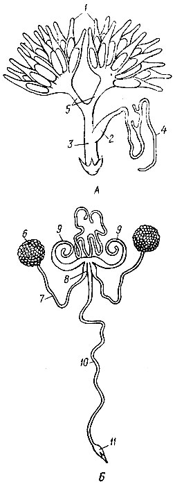 Рис. 7. Половые органы насекомых. А - самки; Б - самца чернотелки: 1 - яичники, 2 - семяприемник, 3 - влагалище, 4 - железа семяприемника, 5 - яйцепроводы, 6 - семенник, 7 - семяпроводы, 8 - семенной пузырек, 9 - придаточные железы, 10 - семяизвергательный канал, 11 - совокупительный орган
