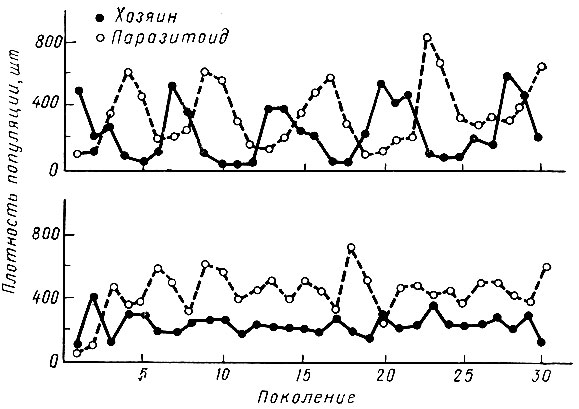 Рис. 26. Колебание плотности популяции паразита и хозяина в результате их взаимодействия (по Утида, 1957)
