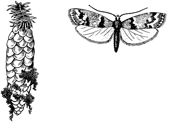 Рис. 46. Шишковая огневка. Бабочка и шишка со скоплением темно-бурого кала гусениц