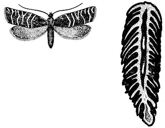 Рис. 47. Шишковая листовертка. Бабочка и шишка в разрезе, поврежденная гусеницами листовертки