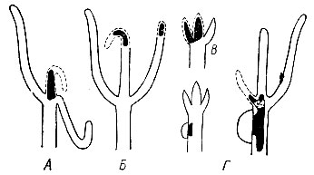 Рис. 56. Схема повреждения сосны побеговьюнами. А - зимующим; Б - летним; В - почковым; Г - смоляным (слева - в первый год, справа - во второй год); пунктиром обозначены отмершие части, черным - место питания гусениц