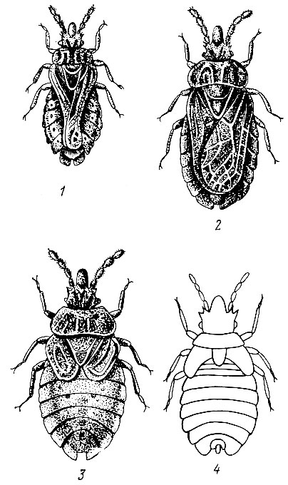Рис. 61. Подкорный сосновый клоп: 1 - самец, 2 - длиннокрылая самка, 3 - короткокрылая самка, 4 - личинка пятого возраста