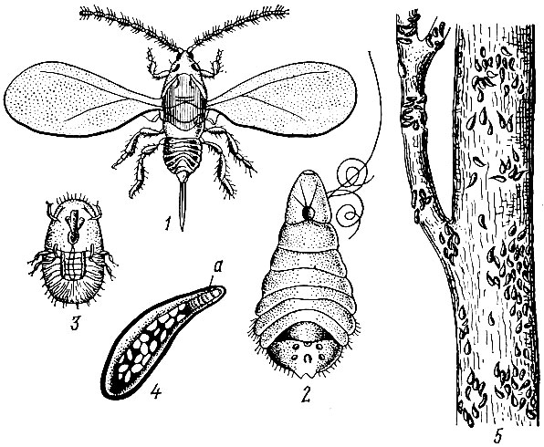 Рис. 65. Запятовидная щитовка: 1 - самец, 2 - самка, 3 - личинка, 4 - щиток, снизу видны мертвая самка (о) и отложенные ею яйца, 5 - щитки самок на дереве