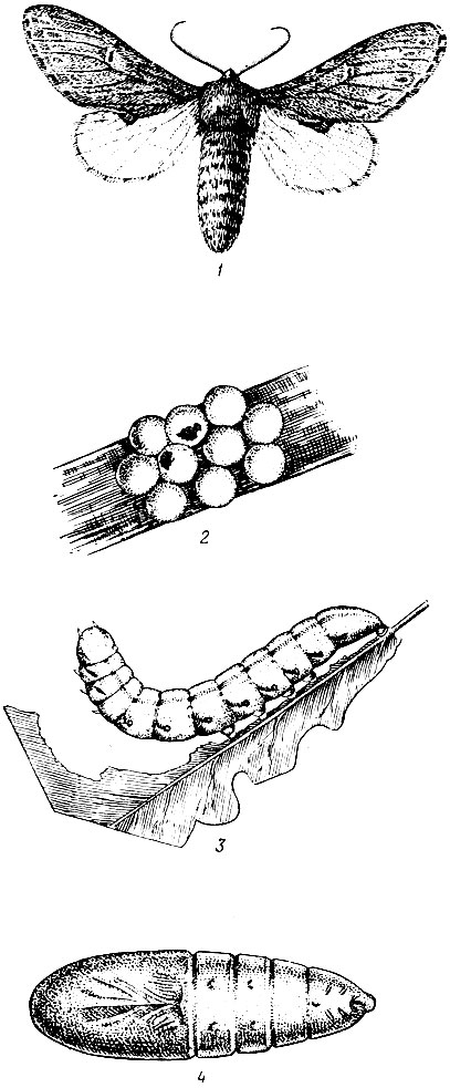 Рис. 72. Дубовая хохлатка:1 - бабочка, 2 - кладка яиц, 3 - гусеница, 4 - куколка