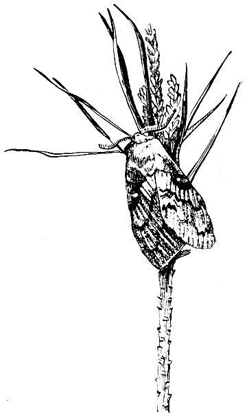 Рис. 81. Сибирский шелкопряд (бабочка)