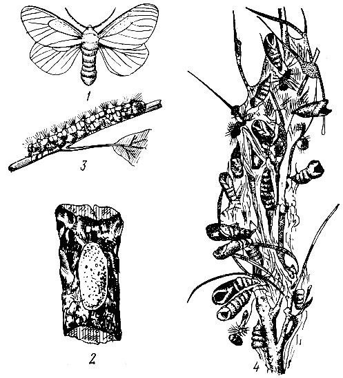Рис. 88. Ивовая волнянка: 1 - бабочка, 2 - кладка яиц, 3 - гусеница, 4 - скопление куколок в кроне