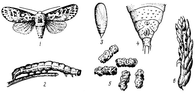 Рис. 89. Сосновая совка: 1 - самка, 2 - гусеница, 3 - куколка, 4 - задний конец тела куколки, 5 - экскременты, 6- повреждения майского побега сосны