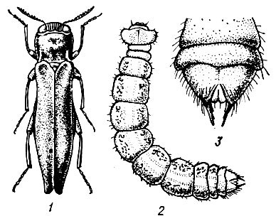 Рис. 112. Зеленая узкотелая златка: 1 - жук, 2 - личинка, 3 - анальный сегмент личинки
