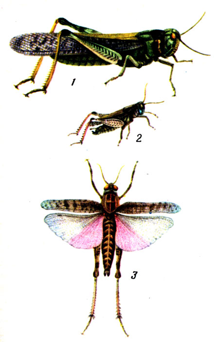        : 1 -   (Locusta migratoria); 2,3 -   (Calliptamus italicus)