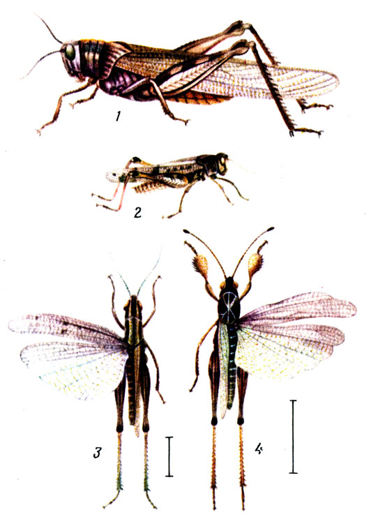 -   : 1 -   (Anacridium aegyptium); 2 -   (Dociostaurus maroccanus); 3 -   (Chorthippus albomarginatus); 4 -   (Gomphocerus sibiricus)