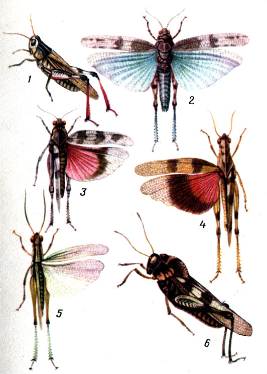    : 1 -   (Arcyptera fusca); 2 -   (Sphingonotus coerulans); 3 -   (Oedipoda miniata); 4,6 -  (Pyrgodera armata); 5 -    (Parapleurus alliaceus)