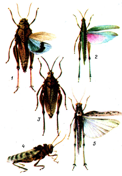    : 1, 4 -  (Asiotmethis muricatus); 2 -  (Pyrgomorpha conica), 3 -  (Chrotogonus turanicus); 5 -   (Leptopternis gracilis)
