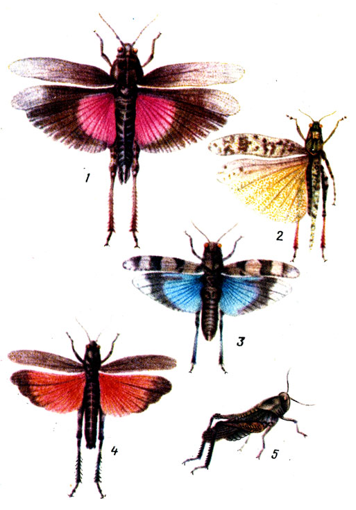 ,    : 1 -   (Bryodema tuberculatum); 2 -   (Aaqaracris barabensis); 3 -   (Oedipoda coerulescens); 4, 5 -   (Psophus stridulus)