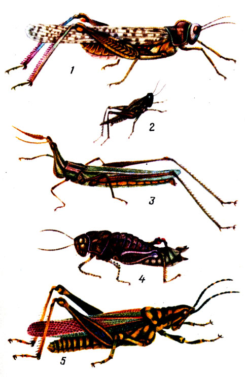   : 1 -   (Dericorys tibialis); 2 -   (Tetrix subulata); 3 -   (Acrida anatolica); 4 -  (Nocaracris cyanipes); 5  (Pockilocerus pictus)