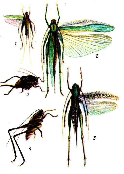  ''  - : 1 -   (Conocephalus discolor); 2 -   (ttigonia viridissima); 3 -  (Onconotus laxmanni); 4 -   (Parapholidoptera noxia); 5 -   (Decticus verrucivorus)