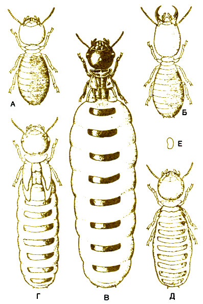 . 1.3.    Amitermes hastatus (Amitermitinae). .  . . . -.    :   (), ,    (),  ,    (). . ,     .     5 . (Skaife, 1954.)