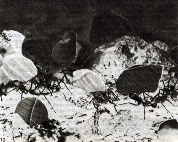  10.   Atta cephalotes  ,     .   ,  ,         ;        ,    .   Wilson (1980),       . [ 9  10 - D. J. Stradling.]