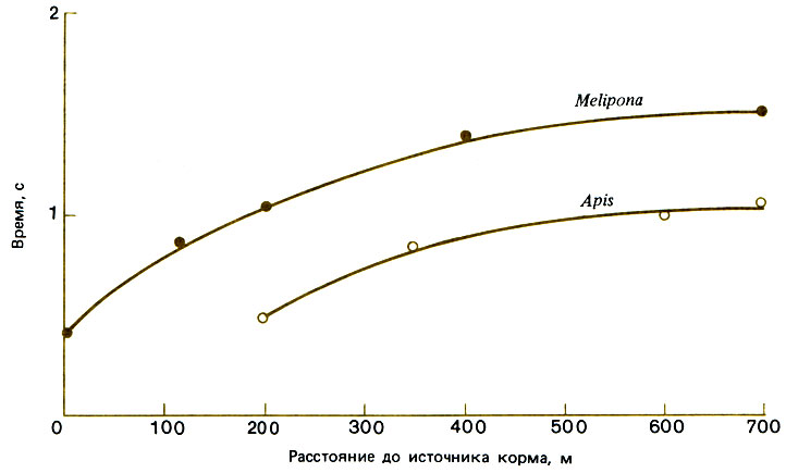. 4.2.            Apis mellifera  Melipona quadrifasciata. (Esch et al., 1965.)