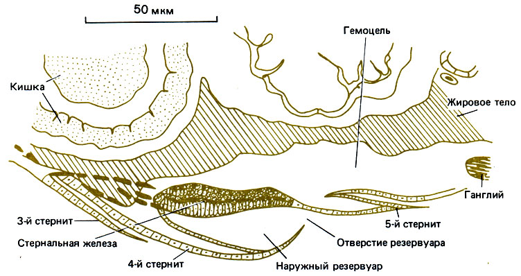 . 4.9.       Zootermopsis nevadensis (Stuart, 1964,  Krishna, Weesner, 1970, p. 205.)