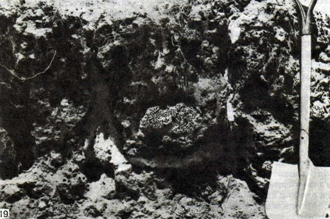  19.   Odontotermes monodon in situ;      . [ 18  19 - J.P.E.C. Darlington.]