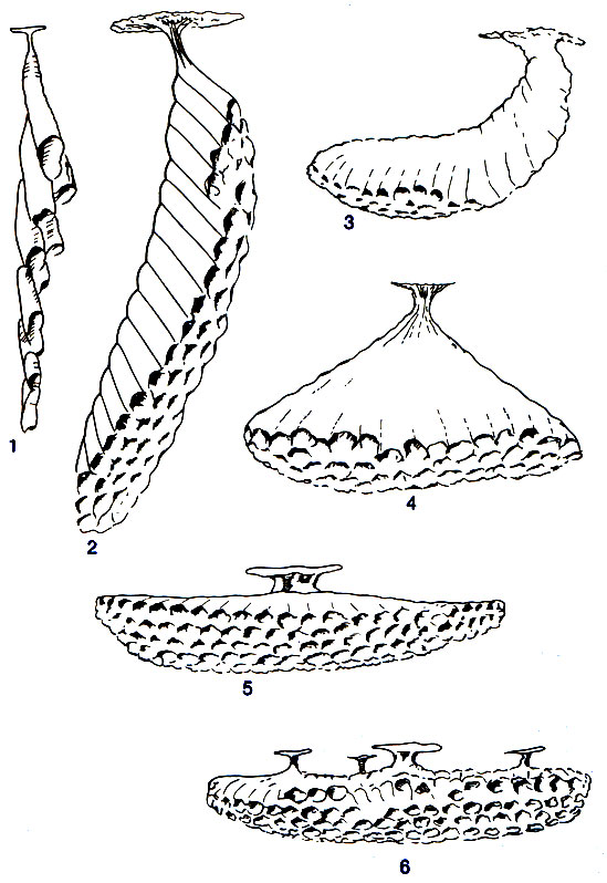 . 6.4.      Polistes. 1 - . goeldii; 2 - P. canadensis; 3 - . annularis; 4 - P. major; 5 - P. flavus; 6 - P. fuscatus. (West-Eberhard, 1973.)
