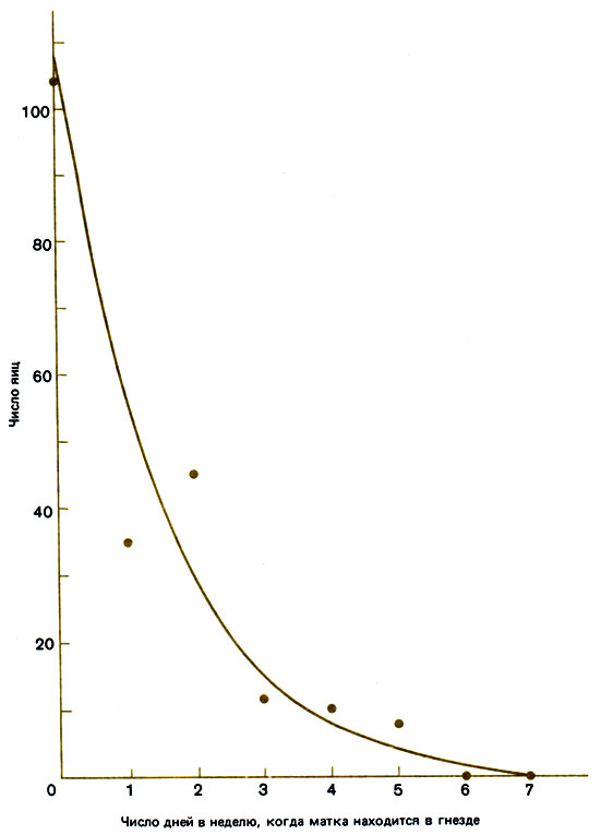 . 11.4.    ,    Myrmica rubra,     ,      . (Brian et al., 1981.)