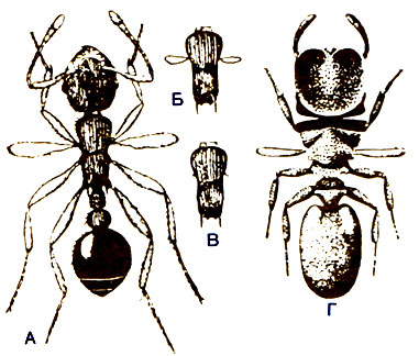 . 12.6. -.  Myrmica    ;      ,            ,    (,  Pheidole). .  Zacryptoceros    . (Wheeler, 1910.)